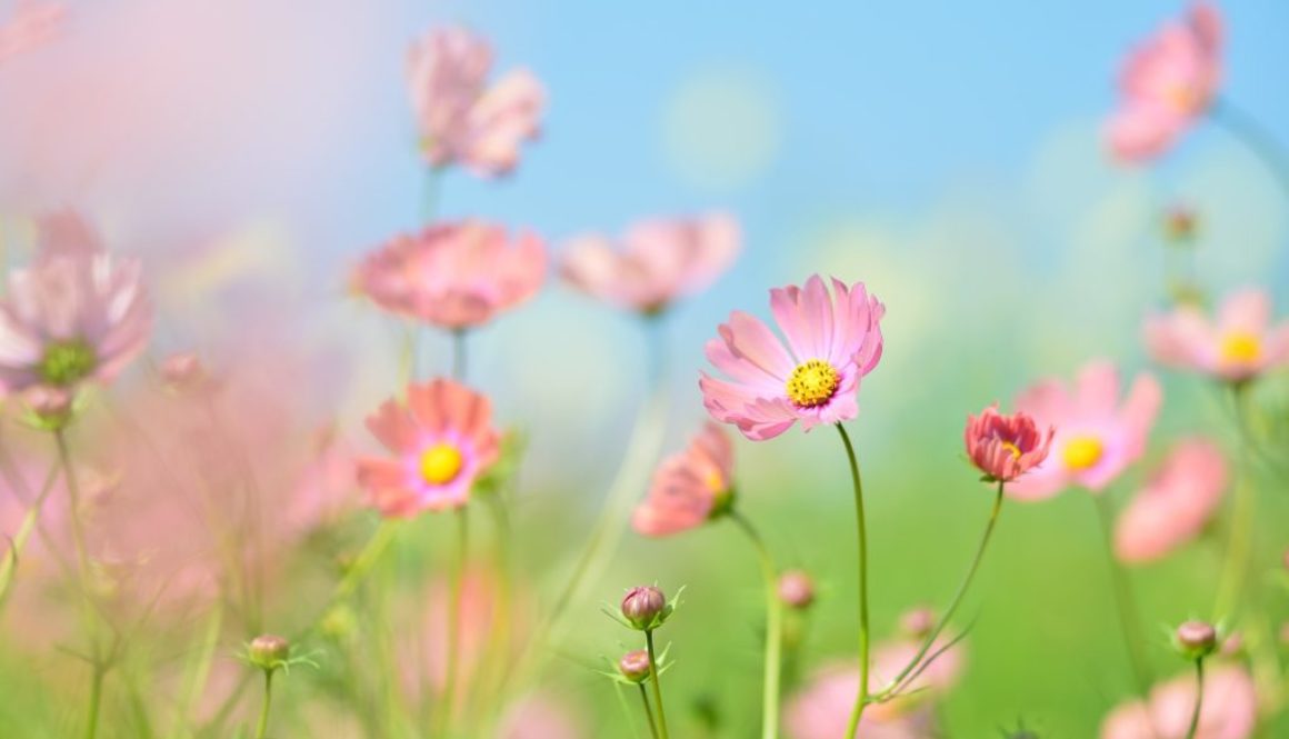 blumen blumen