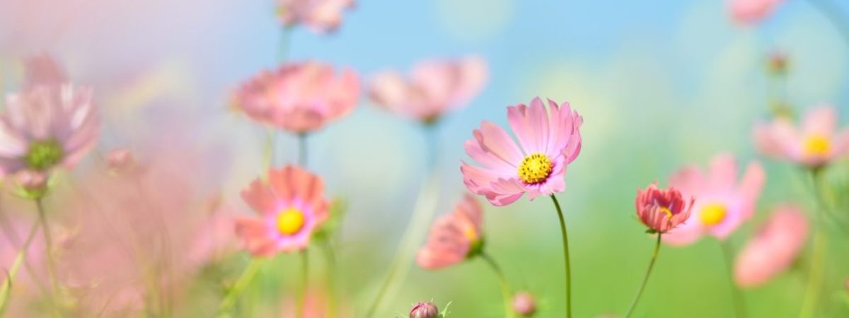 blumen blumen