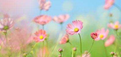 blumen blumen